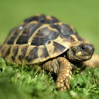 l'emblème de l'asso l'asso ECOLLO
