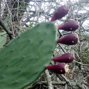 cladode avec ses figues