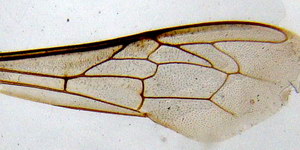aile apis mellifica mellifica l'aile servant d'échantillon pour l'identification