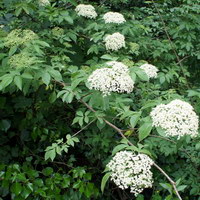 fleur de sureau fleur de sureau