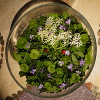 les plantes sauvages comestibles comestibles