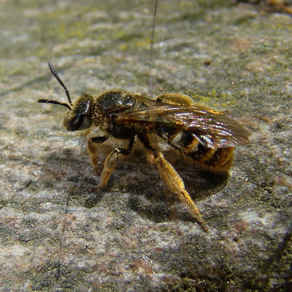 halictus scabiosae