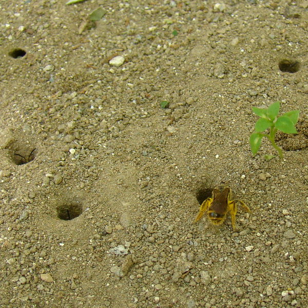 halictes gardiennes