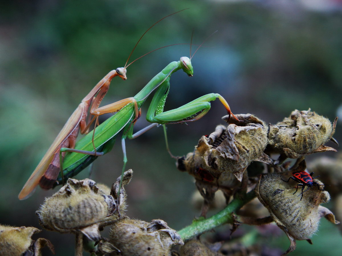 mantes religieuses