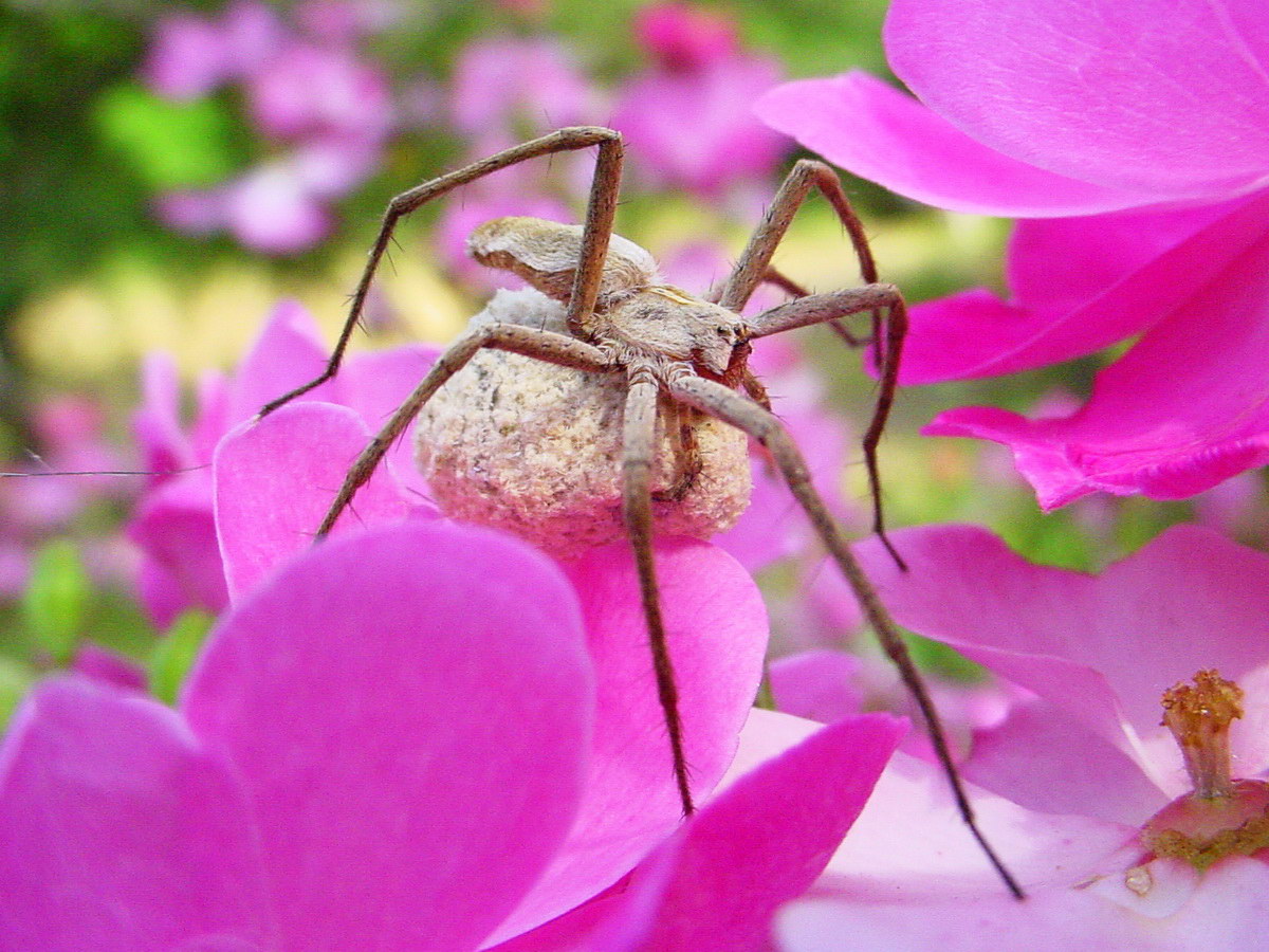 salticidae