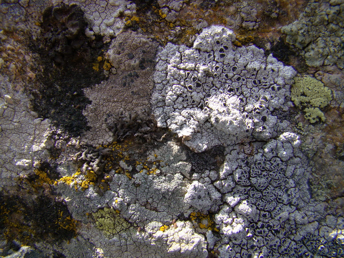 lichens